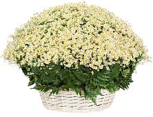 Цветочная композиция из Ромашки в корзине #REPLACE_PRED# Краснокумском